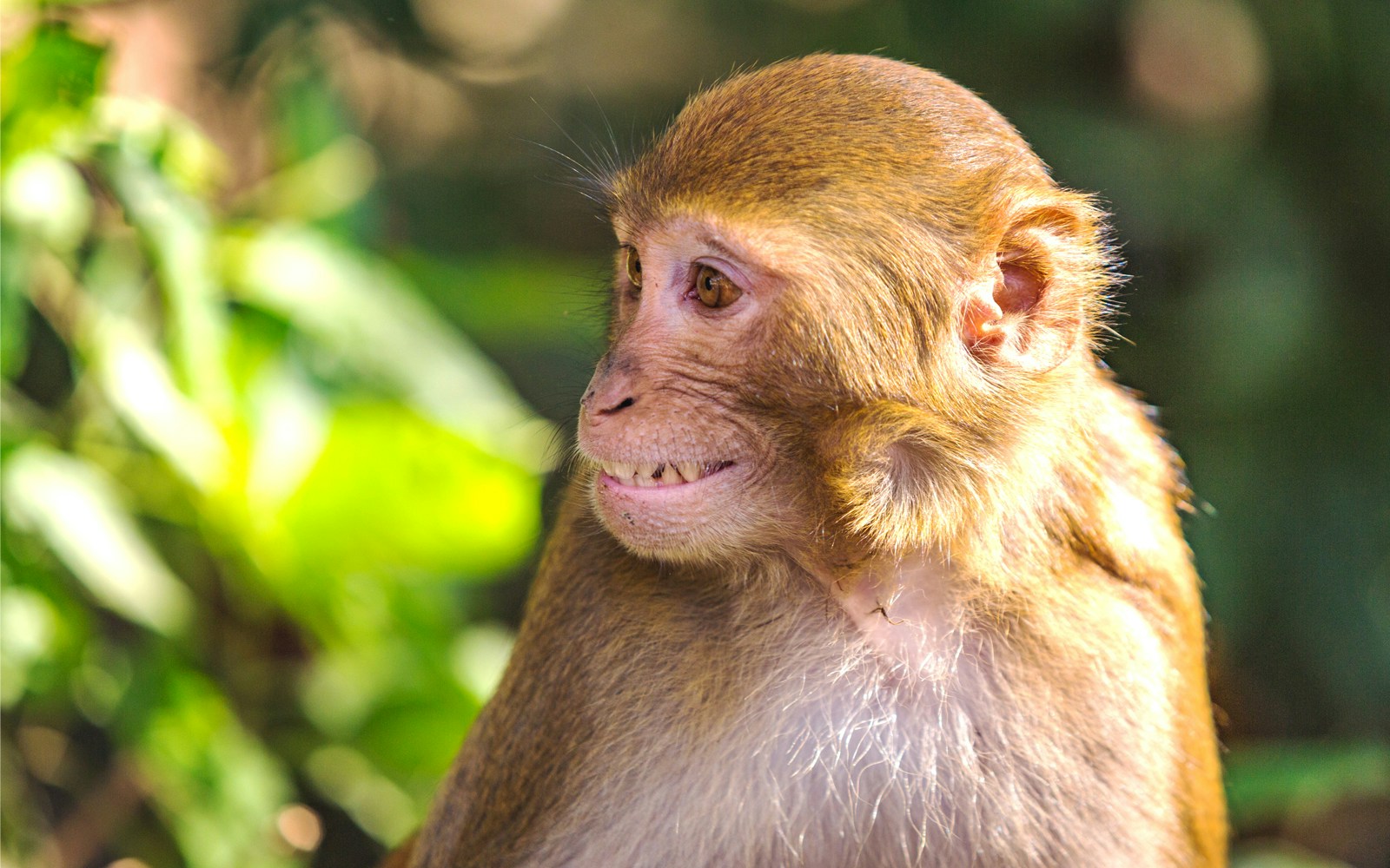 Monkey in a lush forest setting, possibly in a wildlife tour location.