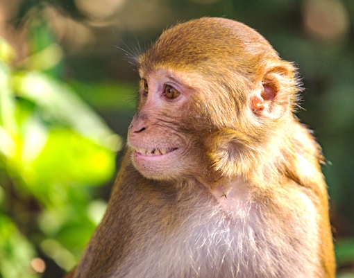 Monkeys playing around in Monkey Island..