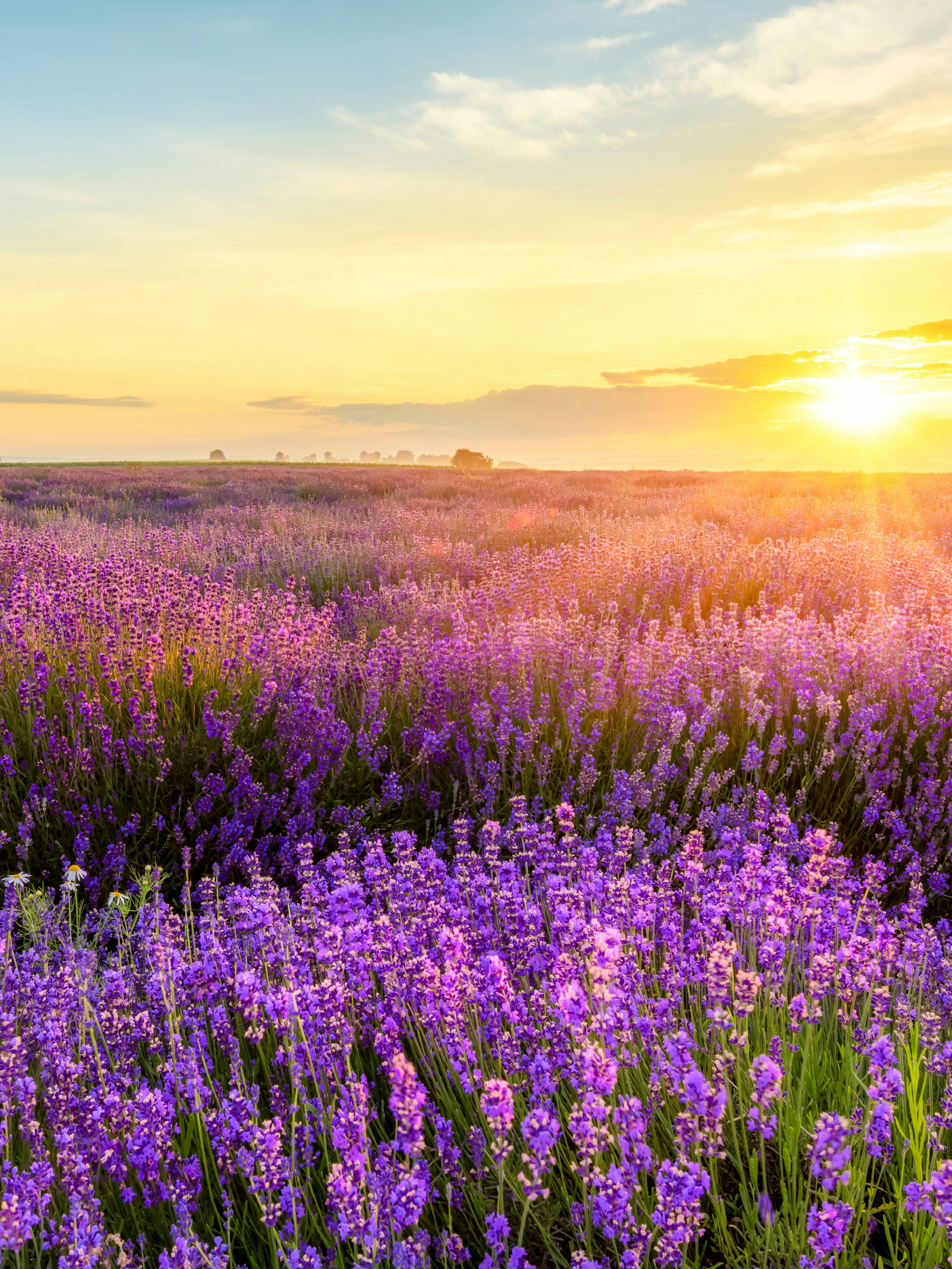 Lavender fields at sunset in Valensole, Provence.