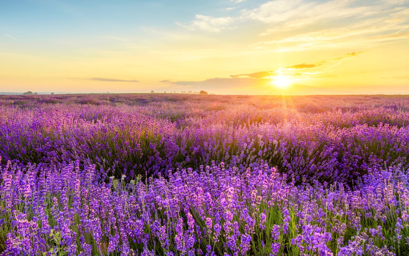 Lavender fields at sunset in Valensole, Provence.