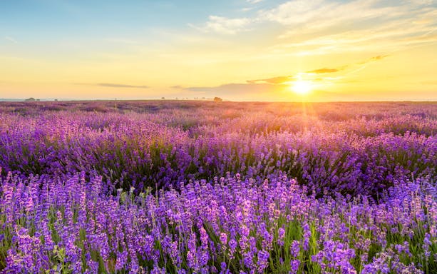 Lavender fields at sunset in Valensole, Provence.