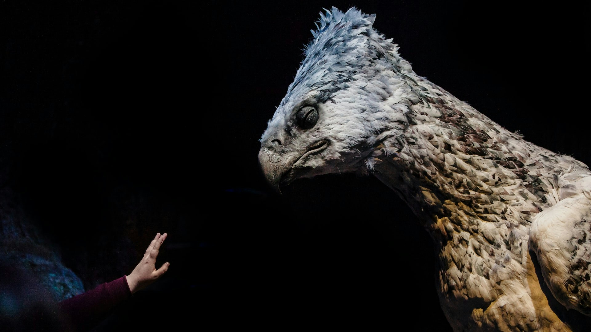 Buckbeak the hippogriff from Harry Potter with a hand reaching out.