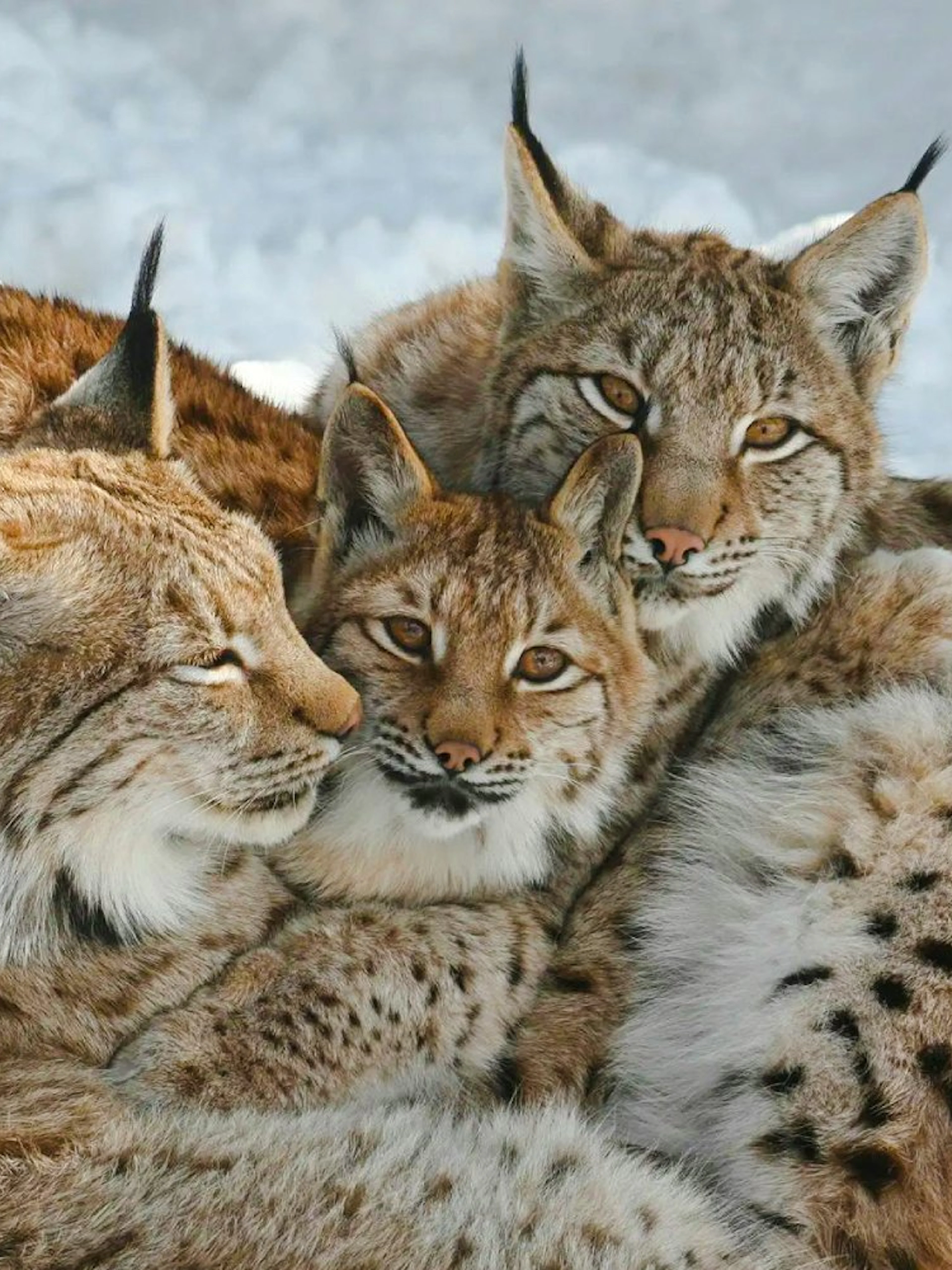Eurasian lynx family resting in snow at Alpenzoo Innsbruck.