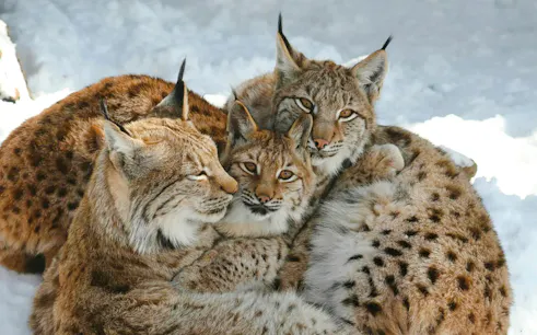 Eurasian lynx family resting in snow at Alpenzoo Innsbruck.