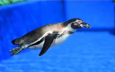 Humboldt penguin swimming in Marineland Mallorca exhibit.
