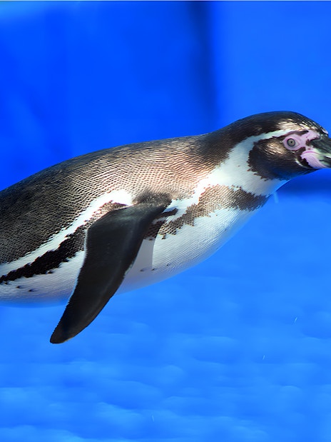 Humboldt penguin swimming in Marineland Mallorca exhibit.