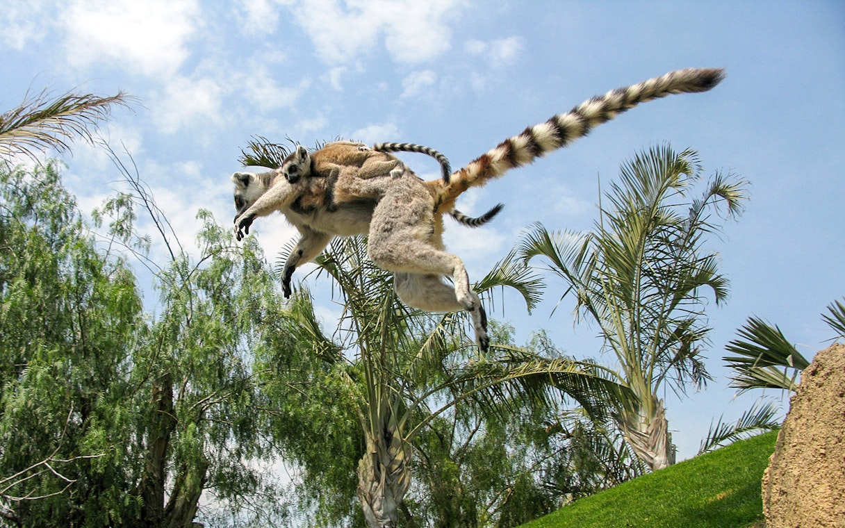 Ring-tailed lemur leaping at Bioparc Valencia.