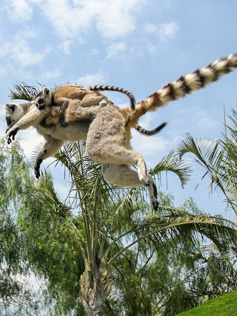 Ring-tailed lemur leaping at Bioparc Valencia.