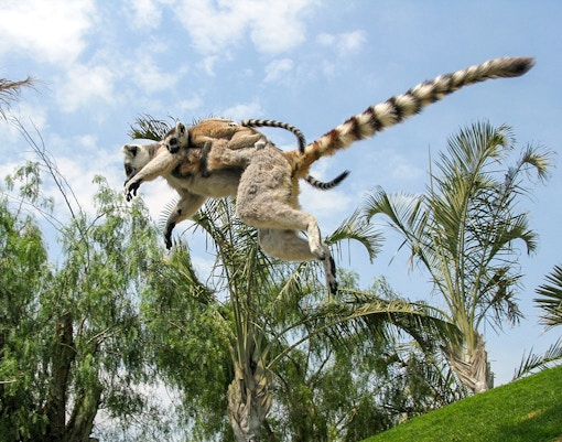 Ring-tailed lemur leaping at Bioparc Valencia.