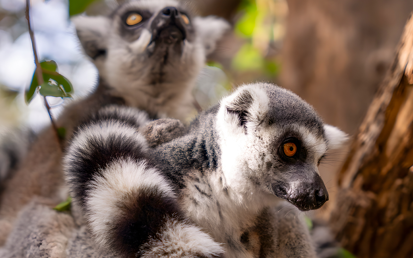 Ring-tailed lemurs resting on a branch in Jungle Park Tenerife.