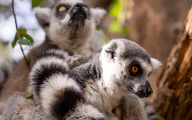 Ring-tailed lemurs resting on a branch in Jungle Park Tenerife.