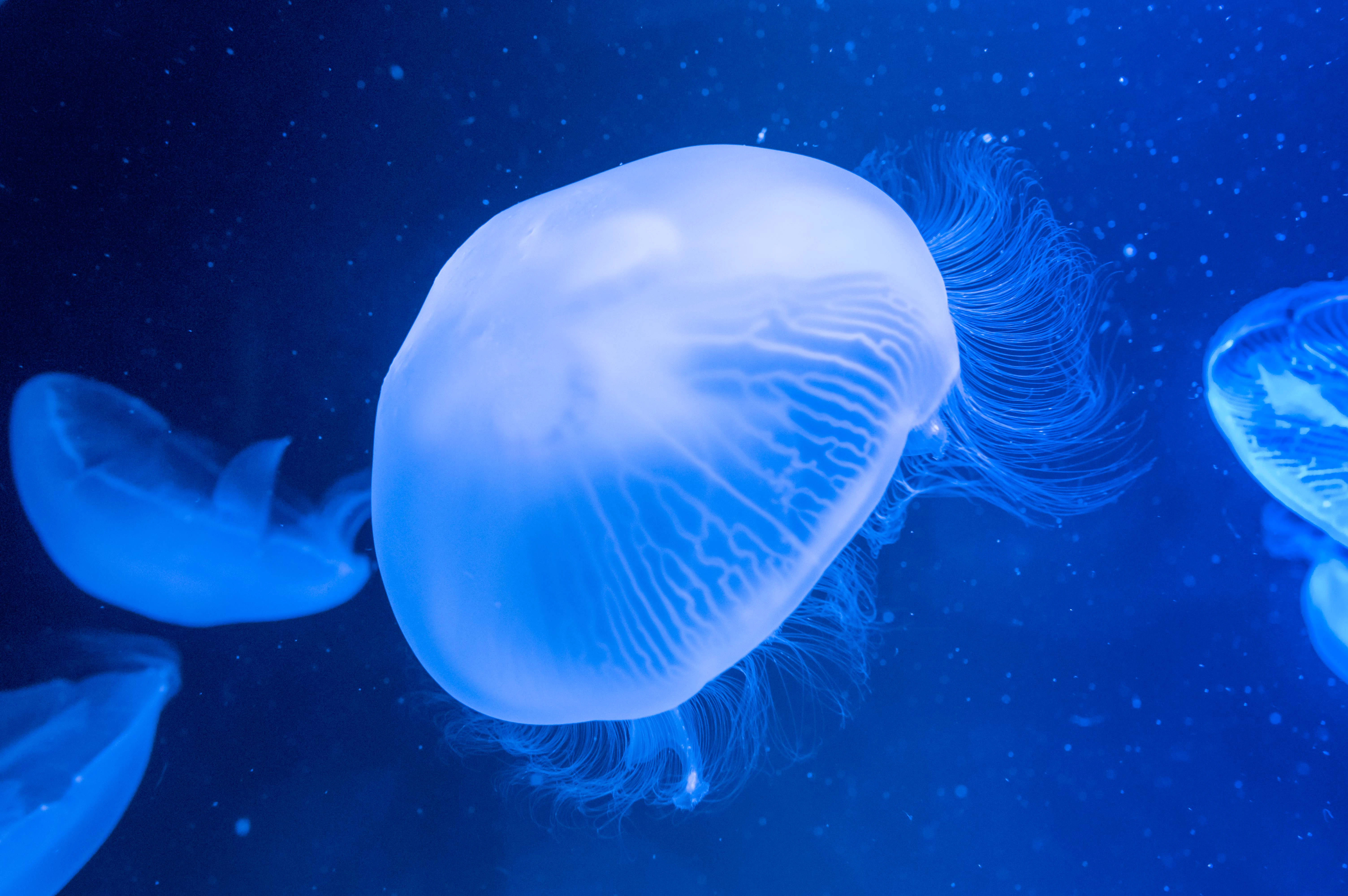 Moon jellyfish swimming in a blue-lit aquarium.