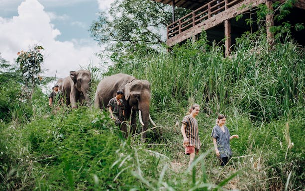 Visitors walking with elephants at a lush green camp.