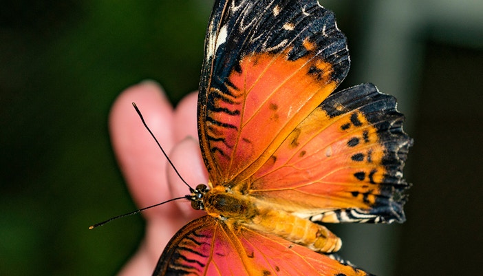 Dubai Butterfly Garden Location