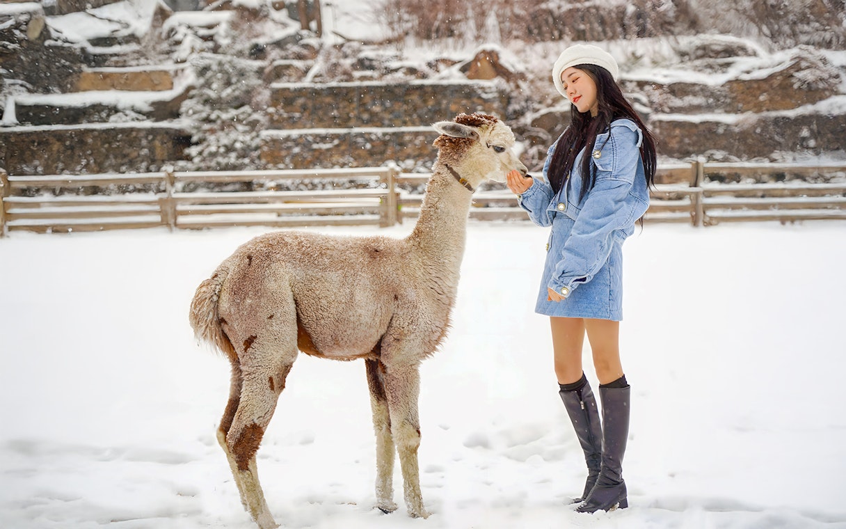 Woman feeding an alpaca on snowy Alpaca Island.