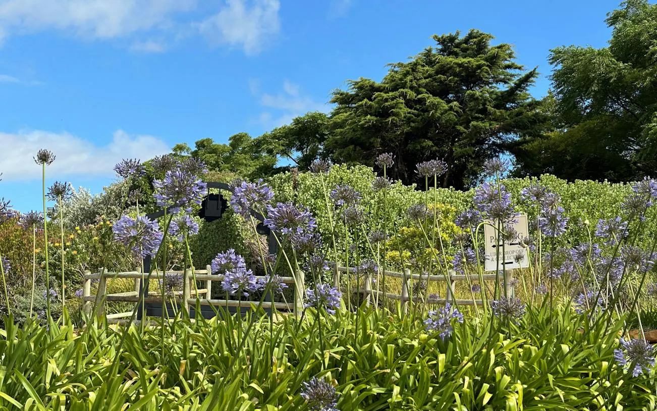 Purple flowers and lush greenery at Kirstenbosch National Botanical Garden, Cape Town.