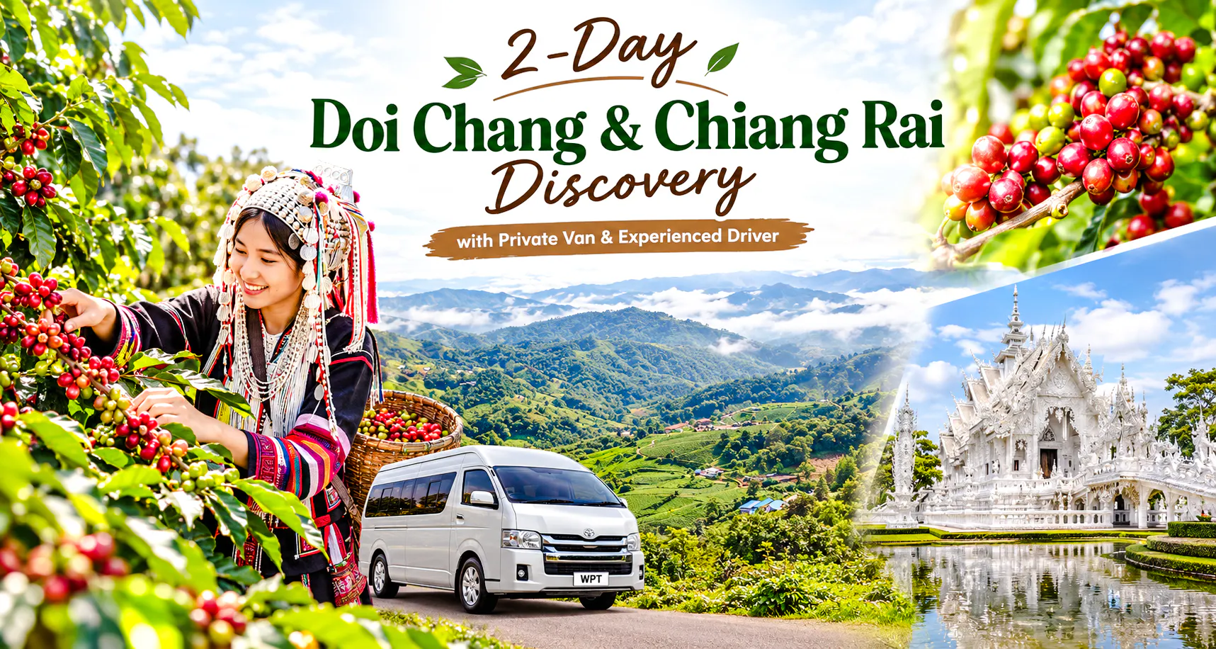 Harvesting coffee in Doi Chang with scenic views and private van, Chiang Rai tour.