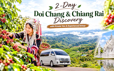 Harvesting coffee in Doi Chang with scenic views and private van, Chiang Rai tour.