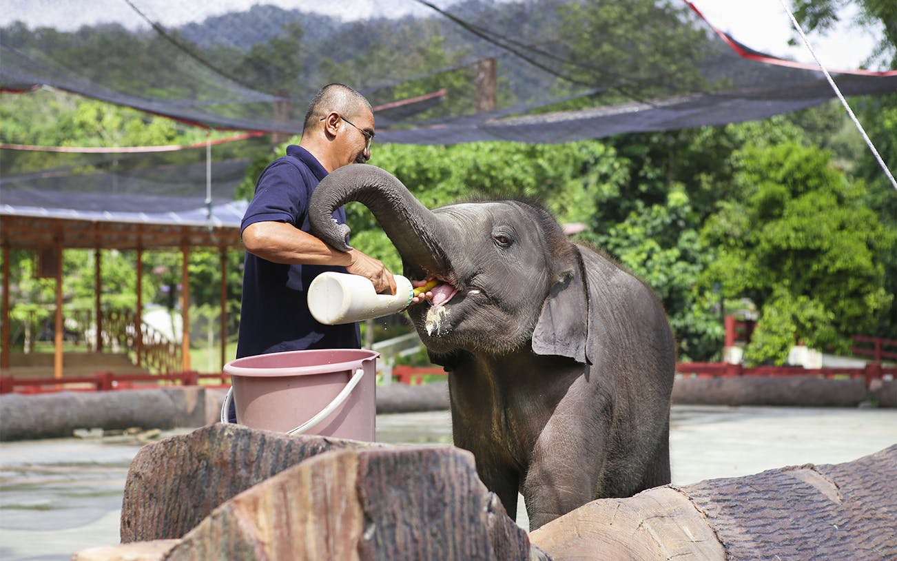 Man feeding a young elephant with a bottle at Kuala Gandah Elephant Sanctuary.