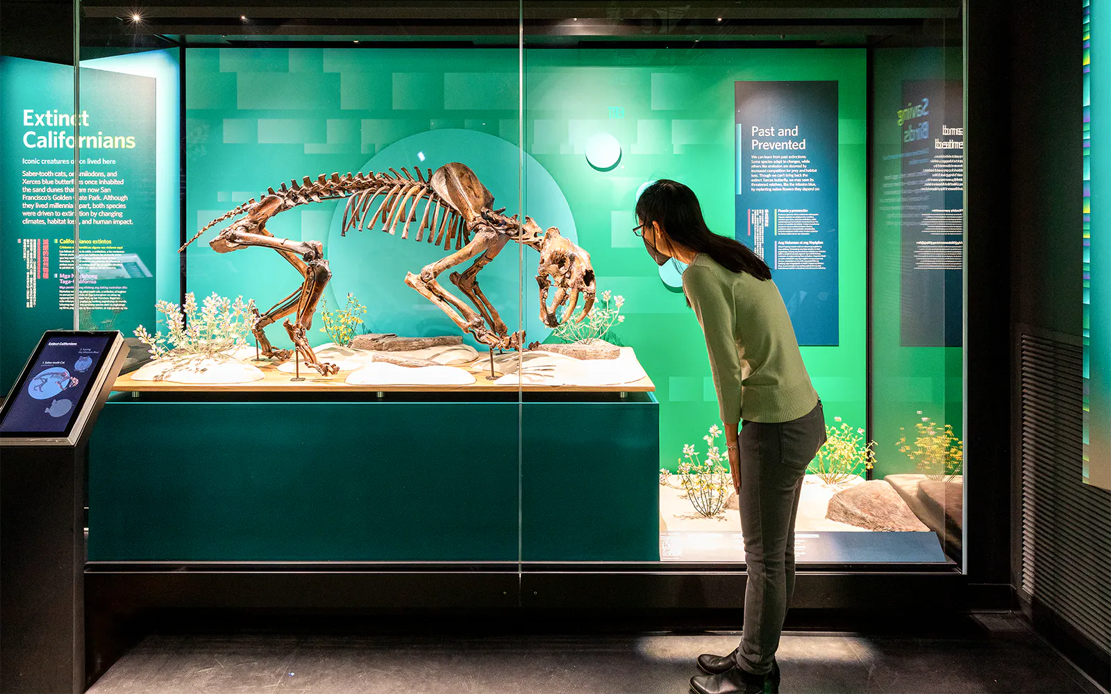 Skeleton exhibit at Hidden Wonders, California Academy of Sciences, with visitor observing.
