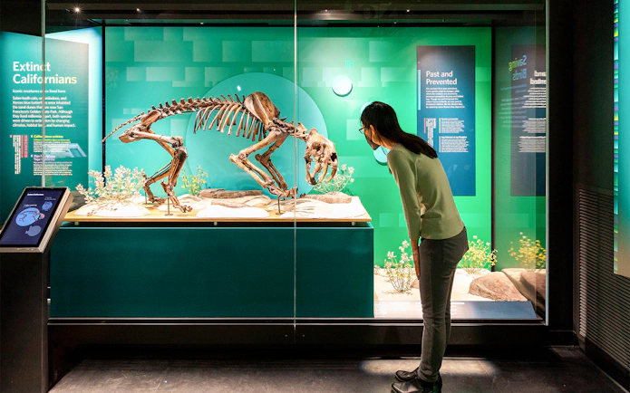 Skeleton exhibit at Hidden Wonders, California Academy of Sciences, with visitor observing.