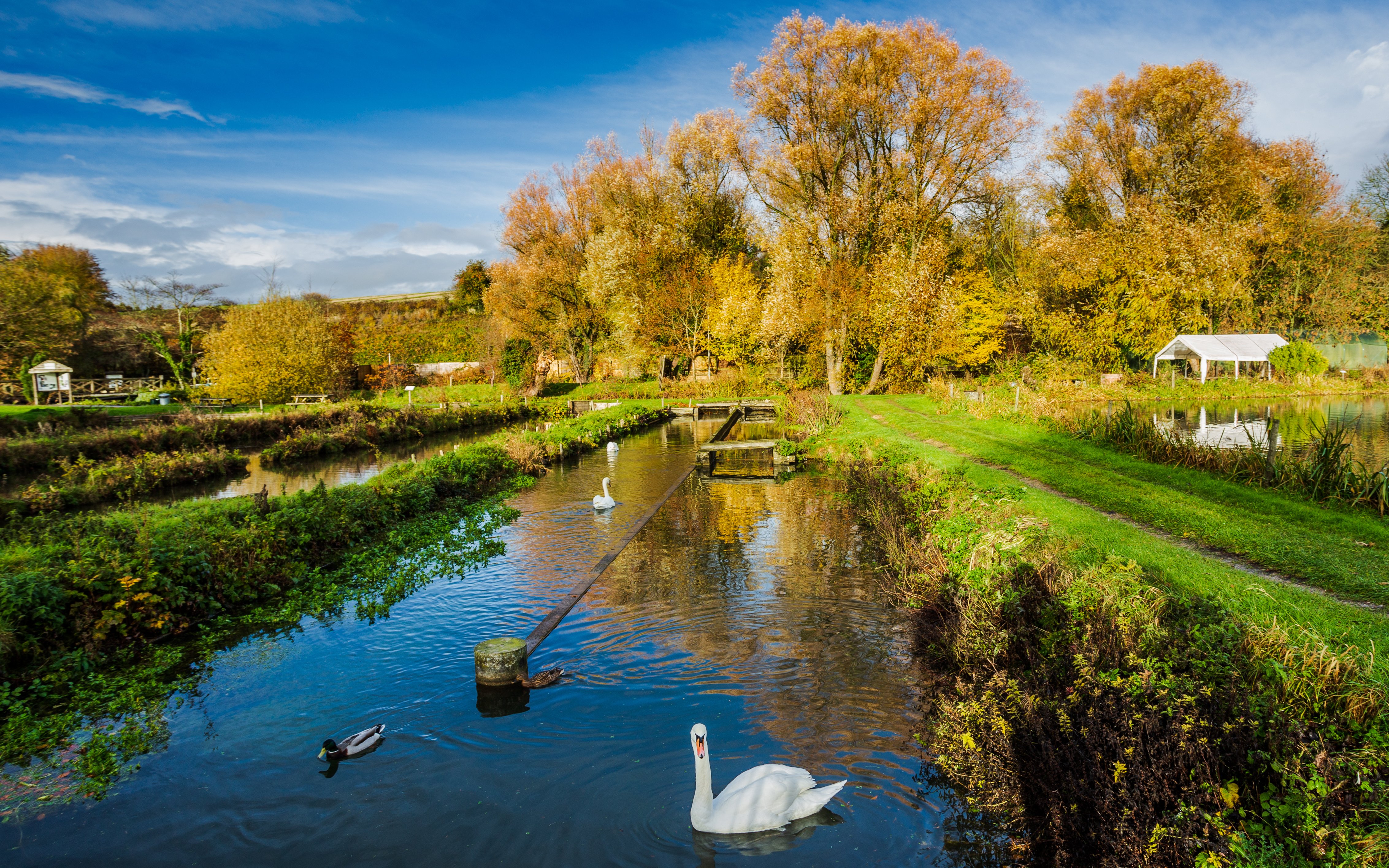 Swan swimming in a tranquil stream surrounded by autumn trees in Bibury, England.