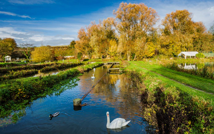 Swan swimming in a tranquil stream surrounded by autumn trees in Bibury, England.