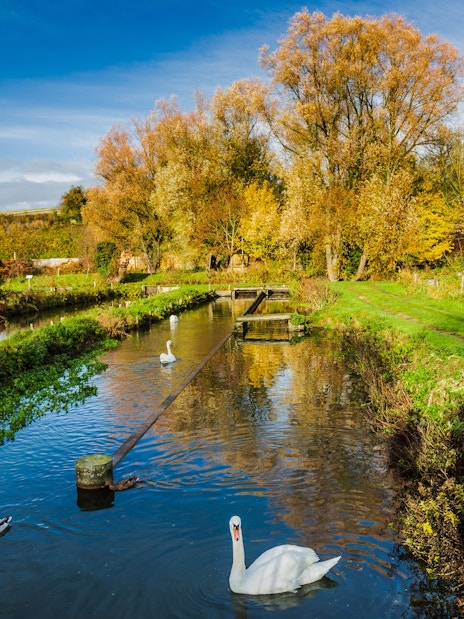 Swan swimming in a tranquil stream surrounded by autumn trees in Bibury, England.