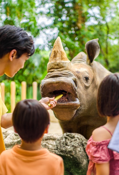 Feeding a rhinoceros at Singapore Zoo with visitors watching.