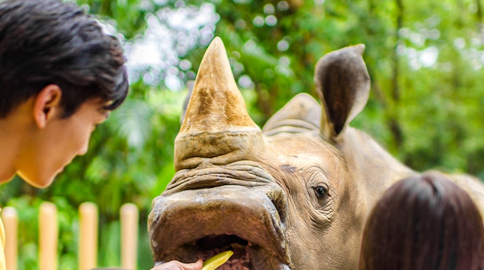 Feeding a rhinoceros at Singapore Zoo with visitors watching.