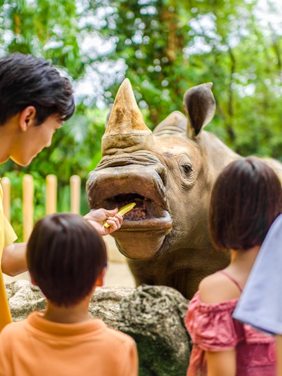 Feeding a rhinoceros at Singapore Zoo with visitors watching.