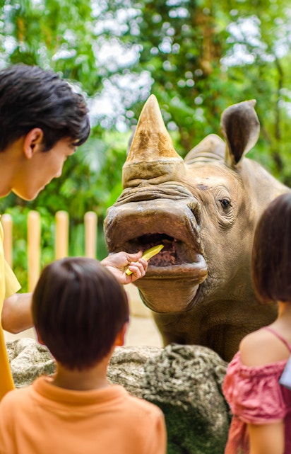 Feeding a rhinoceros at Singapore Zoo with visitors watching.