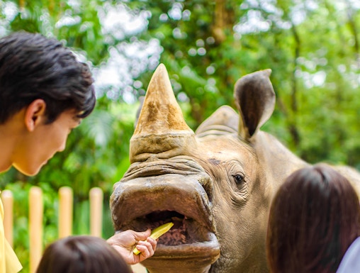 Feeding a rhinoceros at Singapore Zoo with visitors watching.