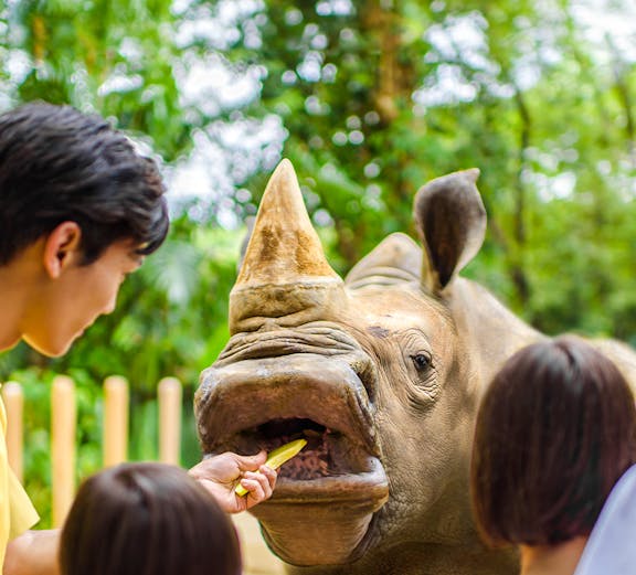 Feeding a rhinoceros at Singapore Zoo with visitors watching.