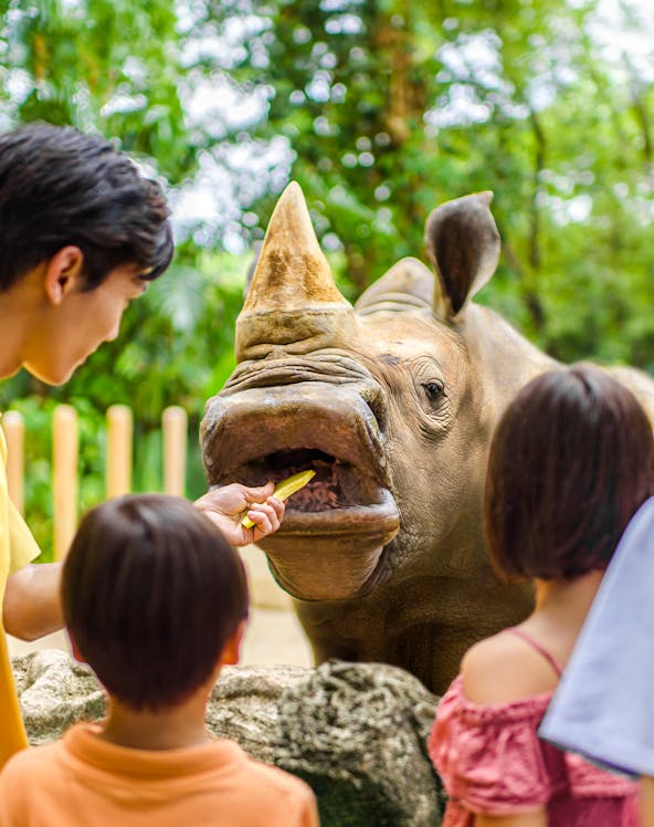 Feeding a rhinoceros at Singapore Zoo with visitors watching.