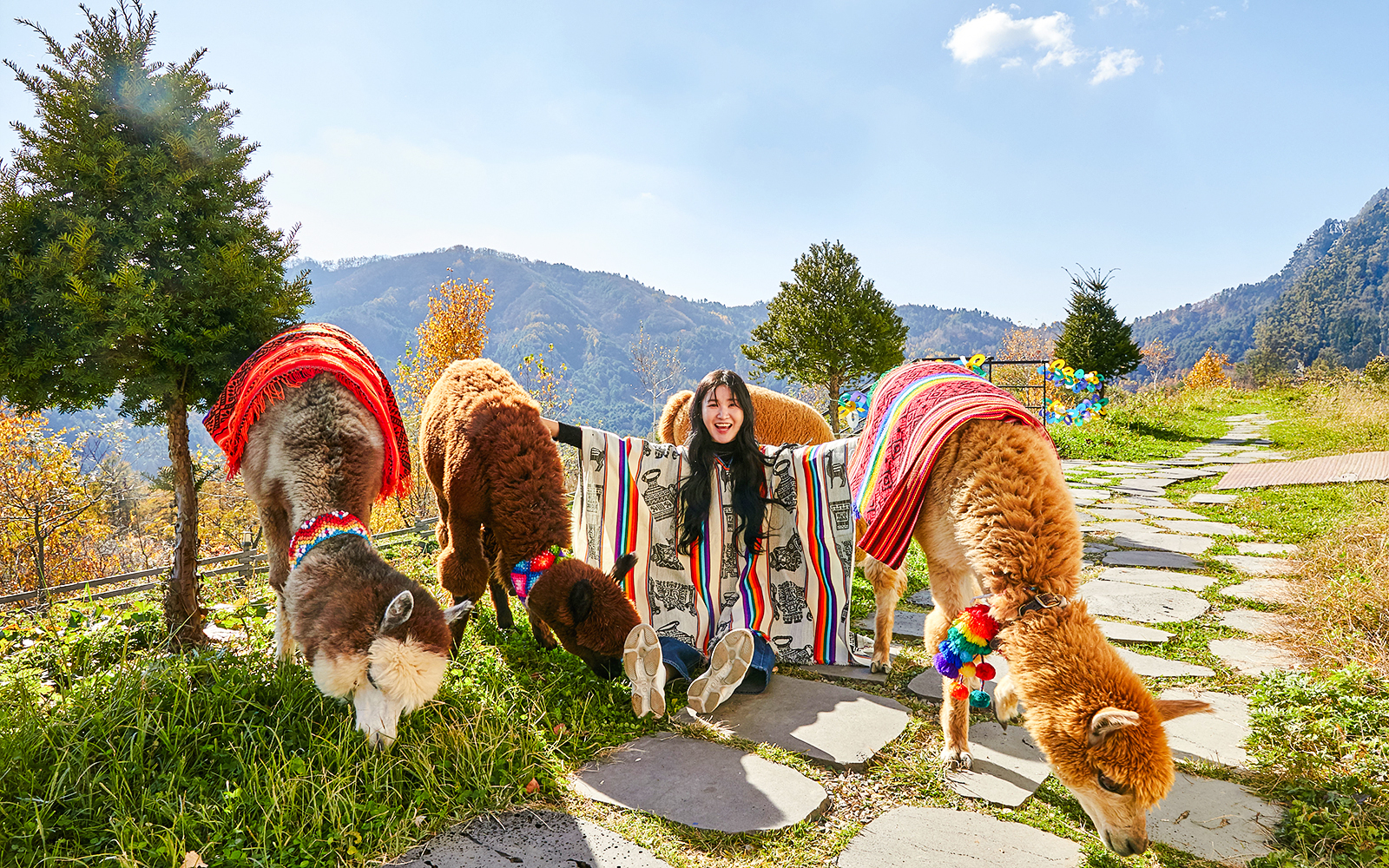 Girl sitting with alpacas in colorful blankets on a mountain path.