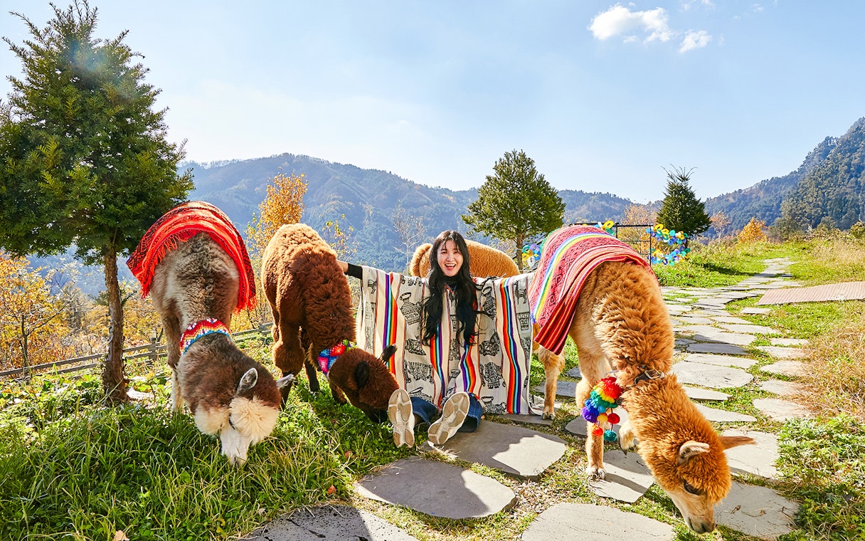 Girl sitting with alpacas in colorful blankets on a mountain path.