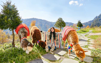 Girl sitting with alpacas in colorful blankets on a mountain path.
