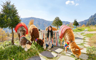 Girl sitting with alpacas in colorful blankets on a mountain path.