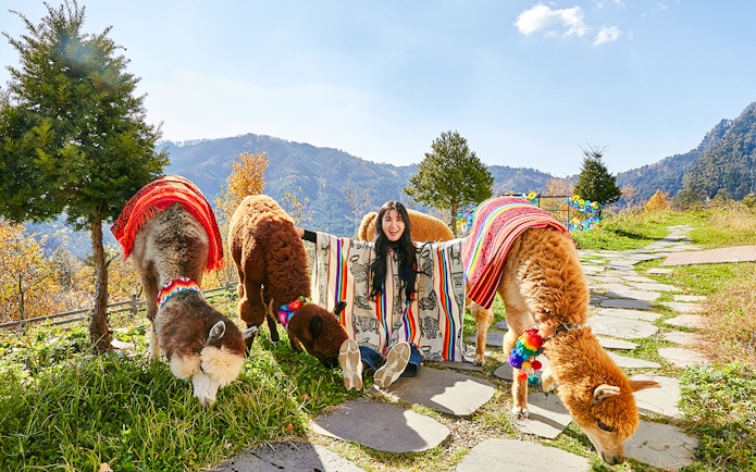 Girl sitting with alpacas in colorful blankets on a mountain path.