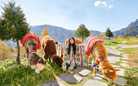 Nami Island Wildlife Exploration Day Tour with Alpaca World 