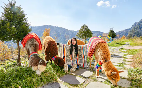 Girl sitting with alpacas in colorful blankets on a mountain path.