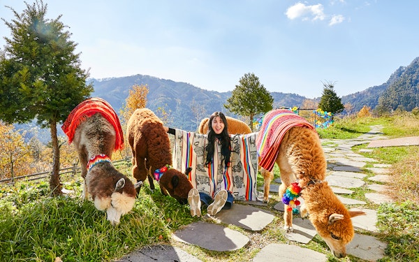 Nami Island Wildlife Exploration Day Tour with Alpaca World