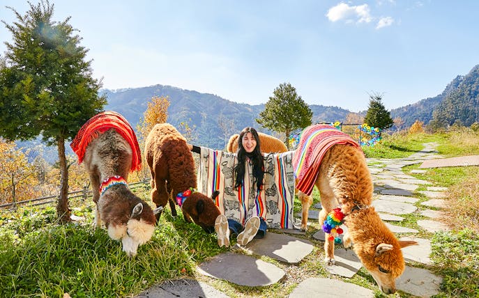 Girl sitting with alpacas in colorful blankets on a mountain path.