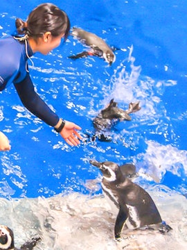 Person feeding penguins at Sumida Aquarium.
