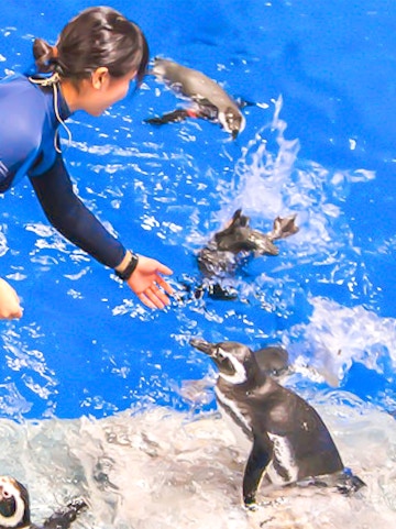 Person feeding penguins at Sumida Aquarium.