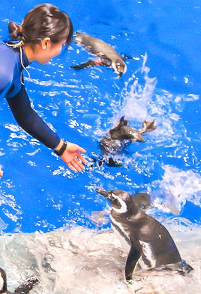 Person feeding penguins at Sumida Aquarium.
