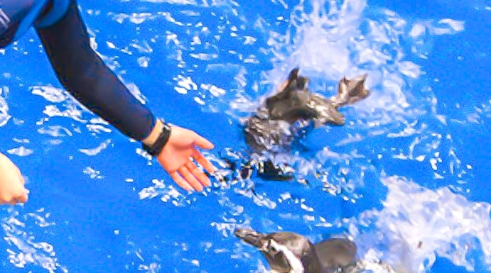 Person feeding penguins at Sumida Aquarium.