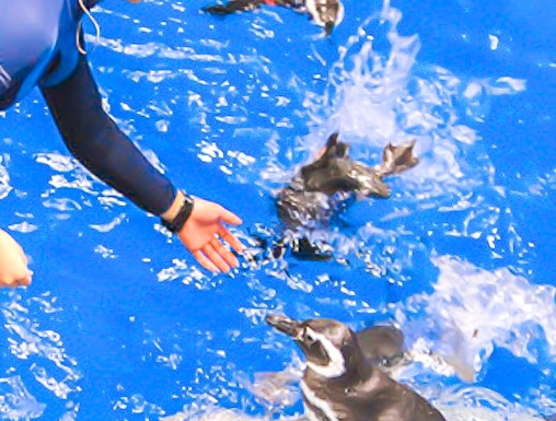 Person feeding penguins at Sumida Aquarium.