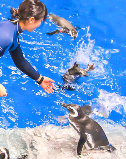 Person feeding penguins at Sumida Aquarium.